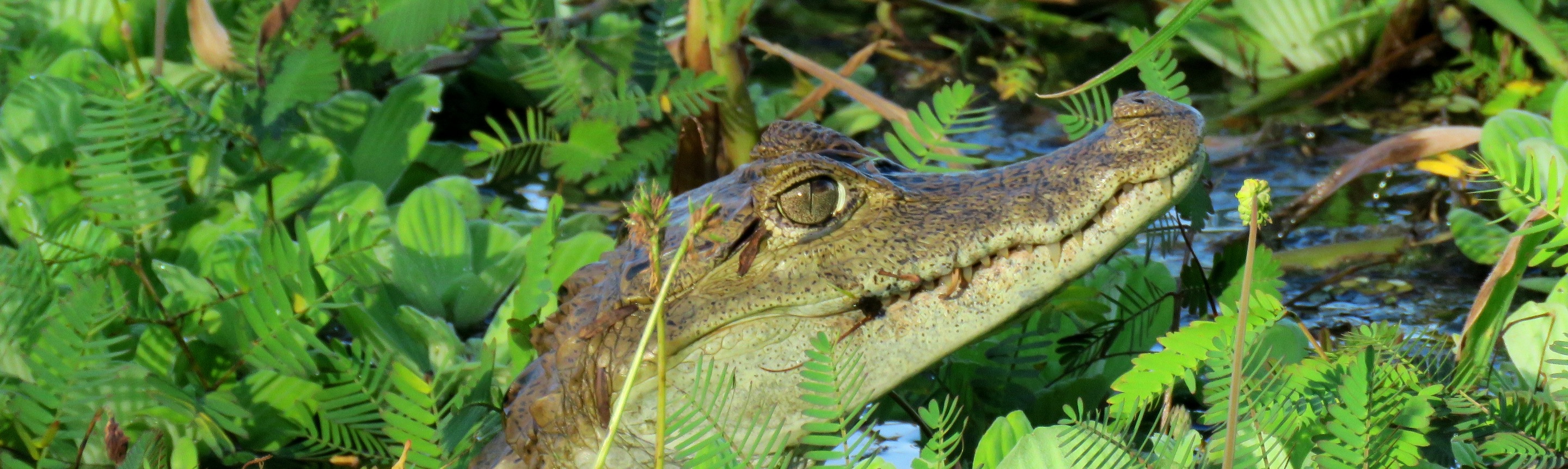 Crocodiles & Caimans Facts | Costa Rica Wildlife Guide